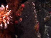 Коралове чудо знайшли вчені на берегах Австралії