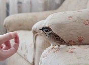 К чему птица залетает в дом