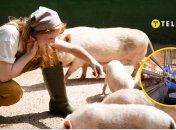 Женщина рядом со свиньями