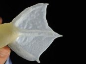 Птице-инвалиду напечатали протез на 3D-принтере