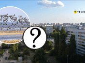 В Харькове увидели фазана