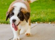 Прогноз погоды в Украине 17 августа: ожидается жара, местами дожди 