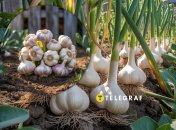 Вас порадует урожай чеснока