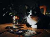 Гороскоп Таро, чего ждать 20 ноября