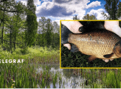 В Украине исчезает карась