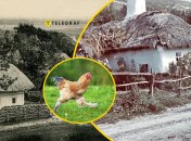В XIX веке кур ценили совсем не так, как сегодня