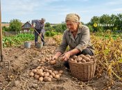 Конец лета - время копать картошку