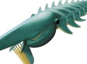 В Марокко нашли древнюю "креветку" размером с человека