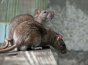 Крысы — известные вредители, которые также переносят многие инфекции.