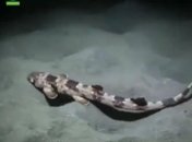 На Земле существуют "ходячие" акулы (Видео)