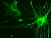 Ученые увеличели умственные способности мышей