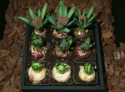 Гиацинты могут расти дома, если их правильно посадить