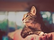 Создан первый специальный трек для кошек