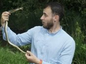 "Они кусают, потому что маленькие и застенчивые": где в Украине есть ядовитые змеи и как их различить