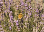 Какой сегодня праздник - День фермера в Украине