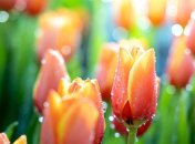 Прогноз погоды на ближайшие несколько дней