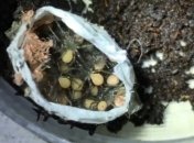 В сети опубликовали видео рождение смертельно опасных пауков (Видео)