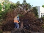 Поваленные деревья и затопленные улицы: на Мариуполь обрушилась непогода