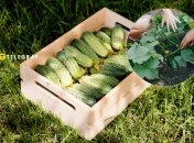 Огурцы быстро пойдут в рост