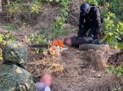 "Черных" лесорубов задержали на Донбассе