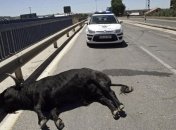 В Испании бык напал на 11 человек