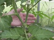 Томати – рослини дуже пластичні