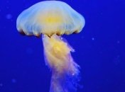 Ученые сделали неожиданное заявление о медузах