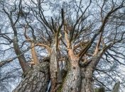 Найден самый древний кусок окаменевшей сосны