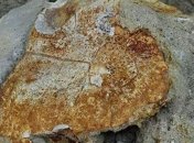 В песчаном карьере на Ставрополье обнаружены окаменелые останки древней черепахи