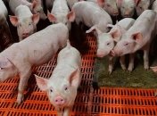 РФ запретила ввоз румынских свиней из-за дипломатического скандала