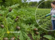 Опрыскивание картофеля от жука