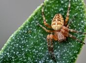 В условиях изменения климата пауки становятся более агрессивными: новое исследование