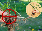 Пырей ползучий – головная боль многих дачников