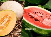 Посів кавунів і динь 2025