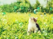 Прогноз погоды в Украине 10 июля: преимущественно без осадков 