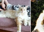 Лотос - огромный кот из Швеции, ставший звездой в Instagram (Фото)