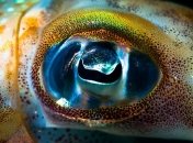 Ученые нашли в глубинах океана огромного кальмара (Видео)