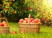 Яблочный Спас 2017: что нельзя делать в этот праздник