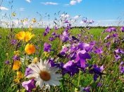 Начало июля будет не слишком теплым, но жара вернется