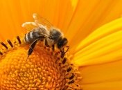 Разрушения пчелиных семей: ученые назвали главную причину