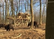 В Галицком парке установили веб-камеру для наблюдения за медведями