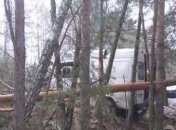 В Ровенской области микроавтобус влетел в дерево