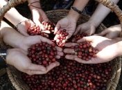 Вьетнам стал крупнейшим в мире экспортером кофе 
