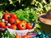 Ефективне добриво для підживлення помідорів