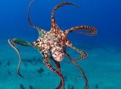 Большинство осьминогов видят все с закрытыми глазами