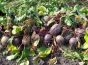 Удачная подкормка для свеклы