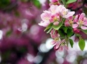 Погода в Украине 21 мая: преимущественно без осадков 