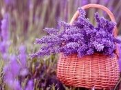 Эти растения в спальне благотворно влияют на хороший сон