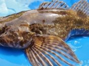 В одном из морей массово начала гибнуть рыба 