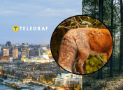 Животные гуляли по городу